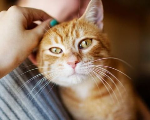 dấu hiệu và cách điều trị nấm mèo lây sang người