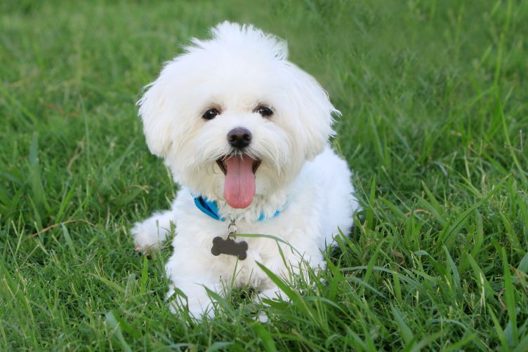 tìm hiểu ý nghĩa những biểu hiện, hành động của chó