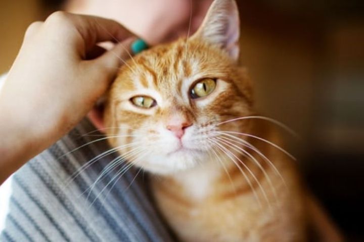 dấu hiệu và cách điều trị nấm mèo lây sang người