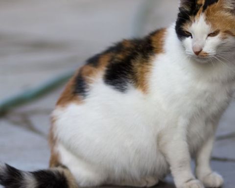 những điều cần lưu ý trong thai kỳ của chó mèo