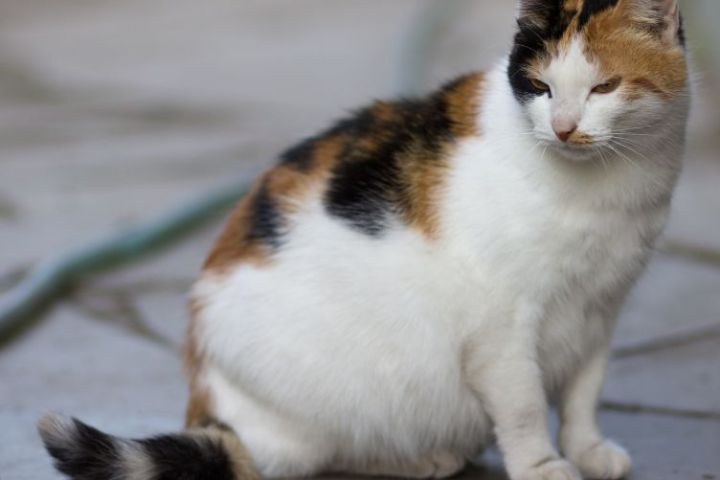 những điều cần lưu ý trong thai kỳ của chó mèo