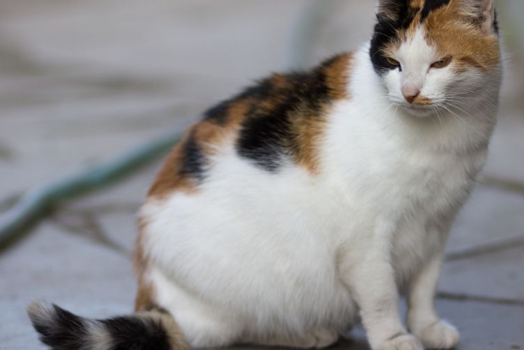 những điều cần lưu ý trong thai kỳ của chó mèo