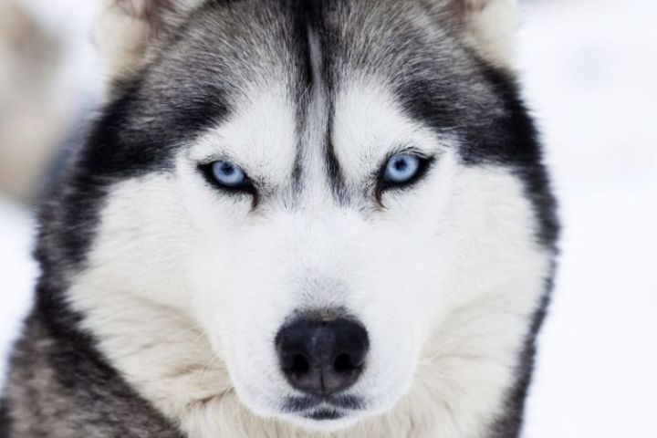 tại sao lại gọi Husky là "ngáo"