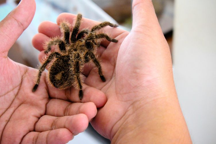 Nhện Tarantula - Top 10 các loại thú nuôi độc lạ ít người nuôi