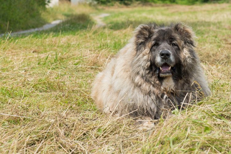 Chó Bergamasco - Chó vẩy