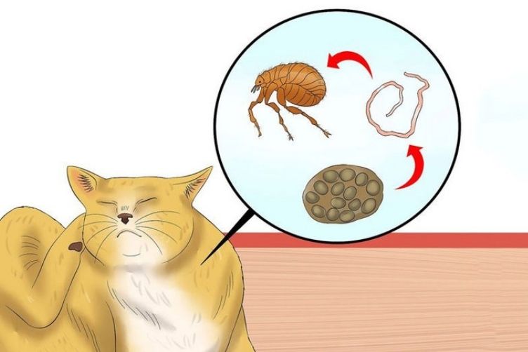 những lưu ý khi tẩy giun cho chó mèo tại nhà