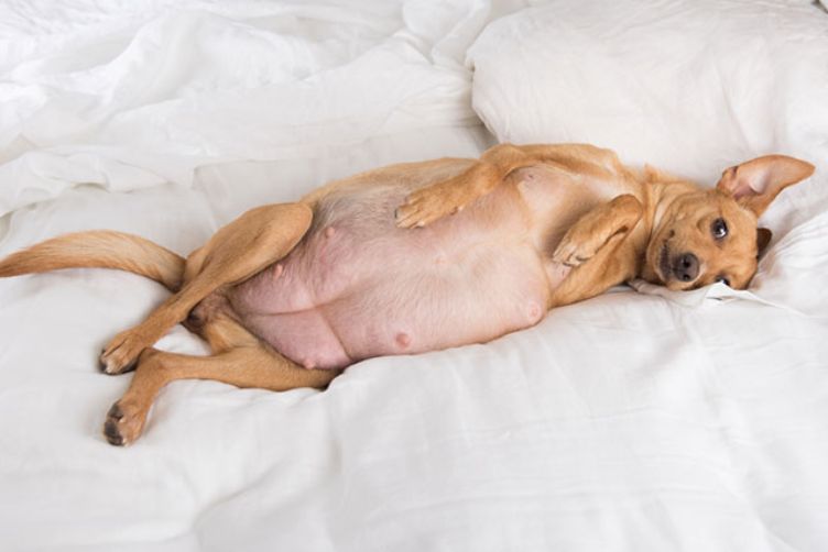 dấu hiệu mang thai ở chó mèo