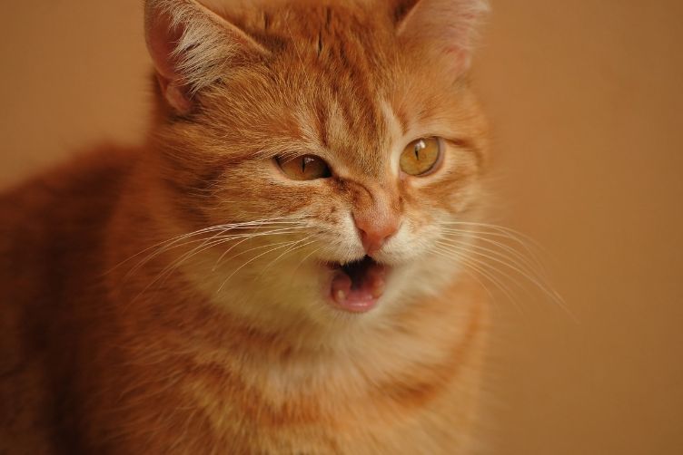 tìm hiểu ý nghĩa những biểu hiện, hành động của mèo