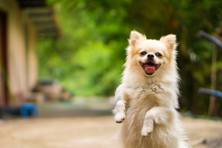 tìm hiểu ý nghĩa những biểu hiện, hành động của chó