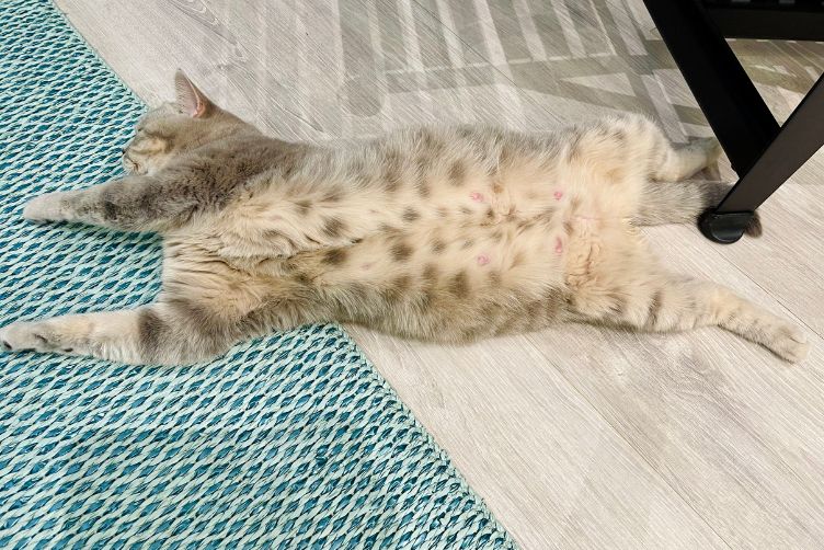 những điều cần lưu ý trong thai kỳ của chó mèo