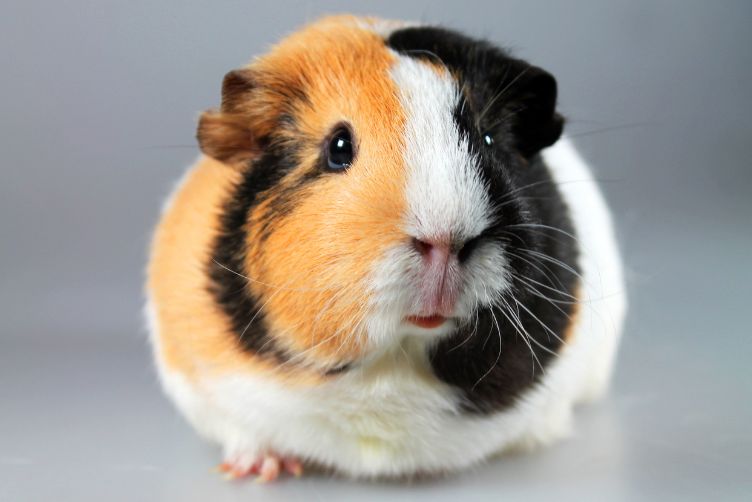 Lợn Guinea (Chuột lang) - Một trong các loại thú cưng nhỏ dễ nuôi