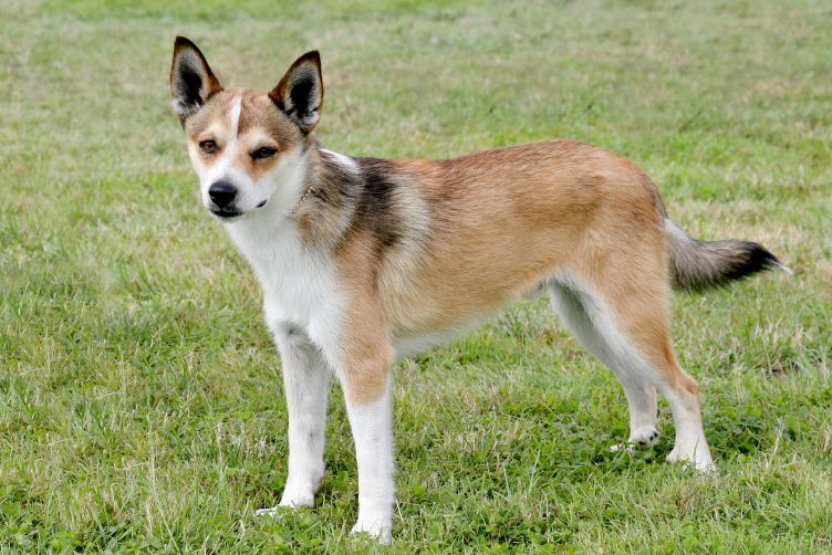 Chó sáu ngón chân Lundehund