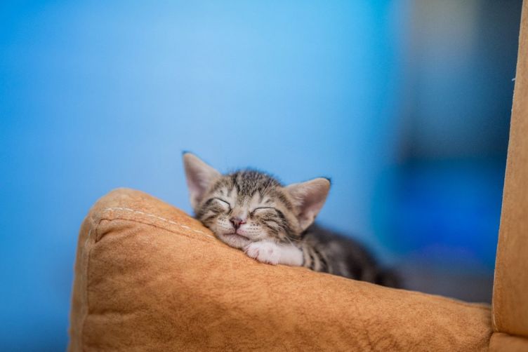 nên nhận nuôi mèo con hay mèo trưởng thành