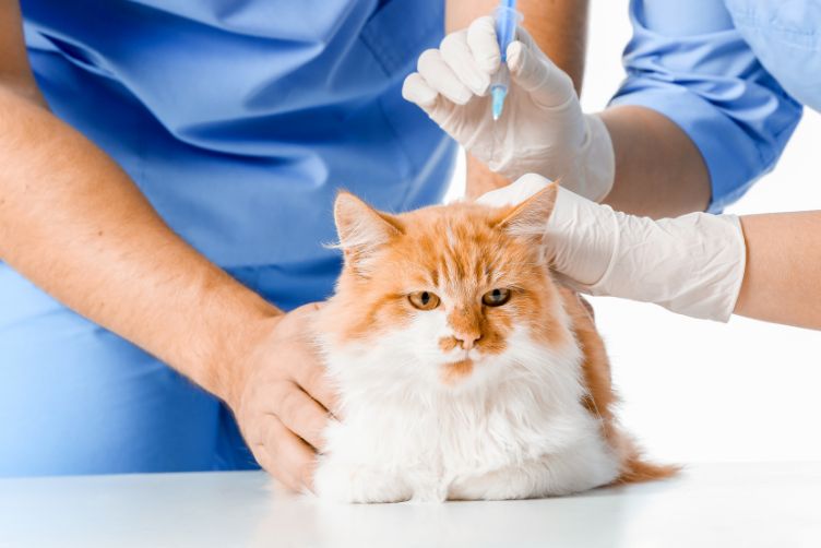 những điều cần biết khi tiêm phòng chó mèo