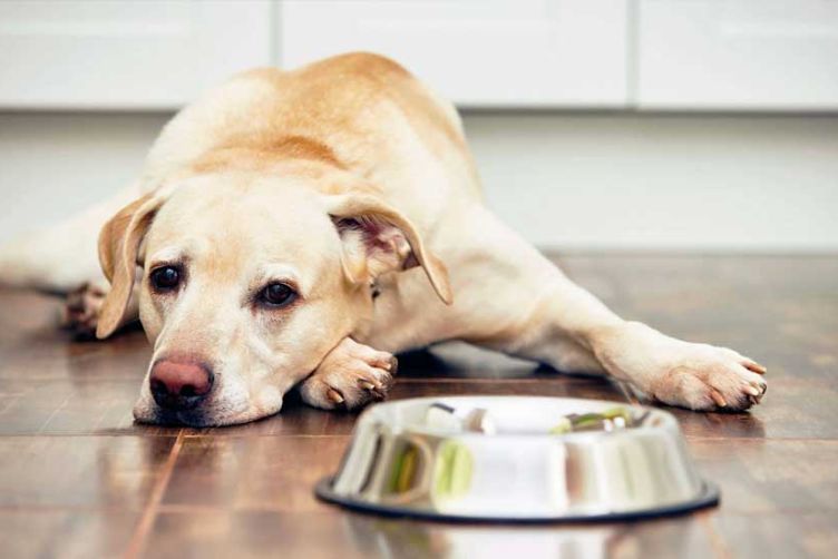 dấu hiệu mang thai ở chó mèo