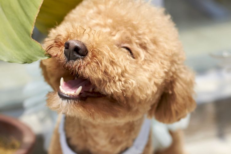 tìm hiểu ý nghĩa những biểu hiện, hành động của chó