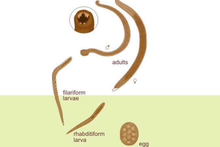 những lưu ý khi tẩy giun cho chó mèo tại nhà