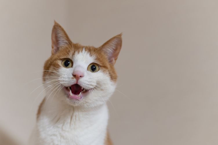 dấu hiệu mèo thích bạn