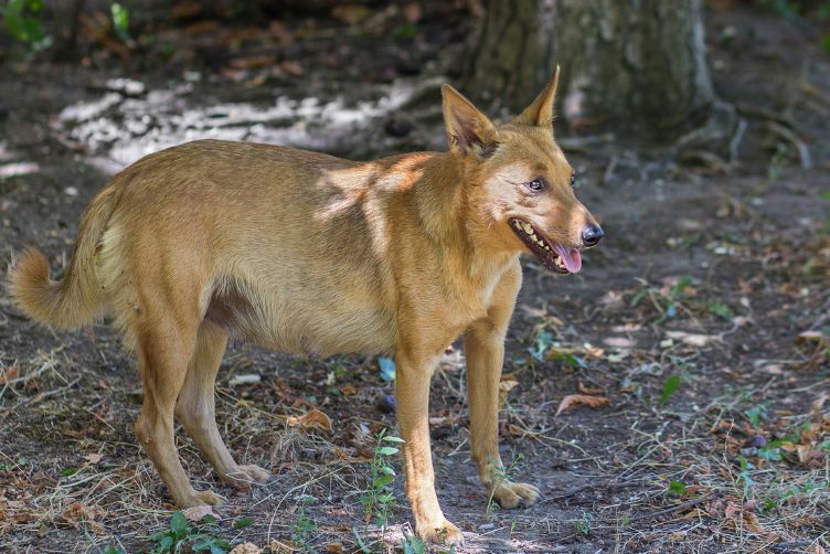 những điều cần lưu ý trong thai kỳ của chó mèo