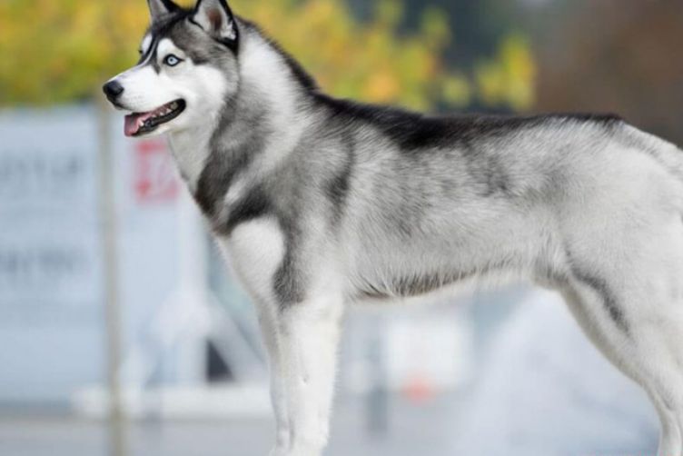 tại sao lại gọi Husky là "ngáo"