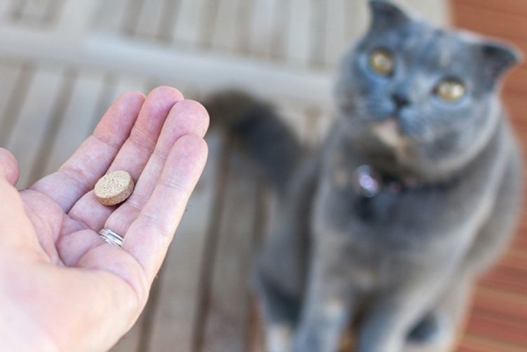 quy trình tẩy giun