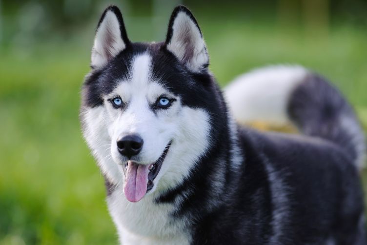 Chó Siberian Husky