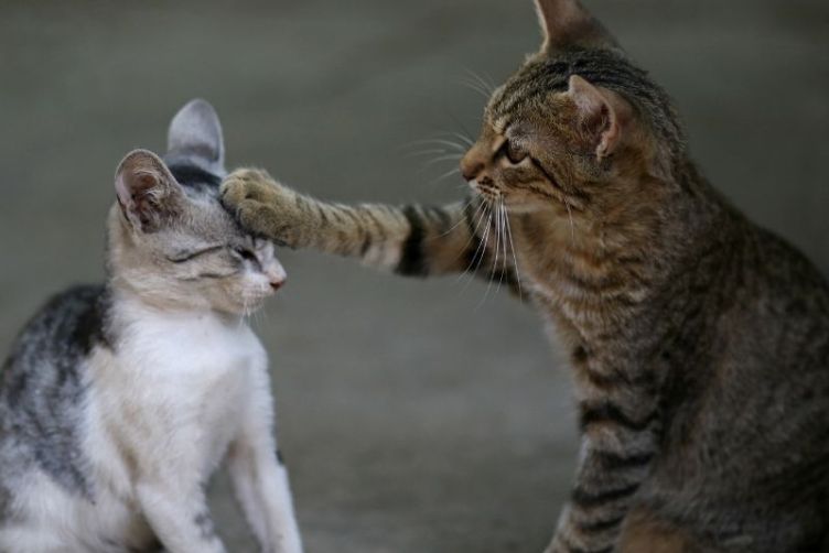 cách nuôi mèo trưởng thành