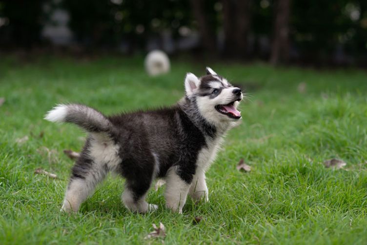 chó husky có thông minh không