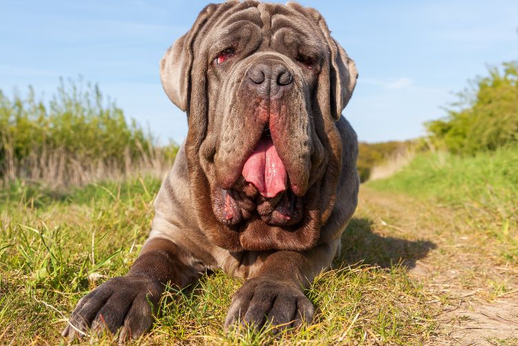 Chó khổng lồ Neapolitan Mastiff - Chó ngầu nhất thế giới
