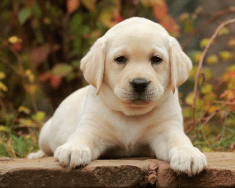 xử lý lông cho chó Labrador