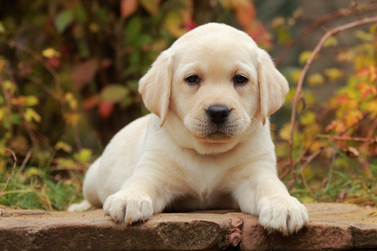 xử lý lông cho chó Labrador