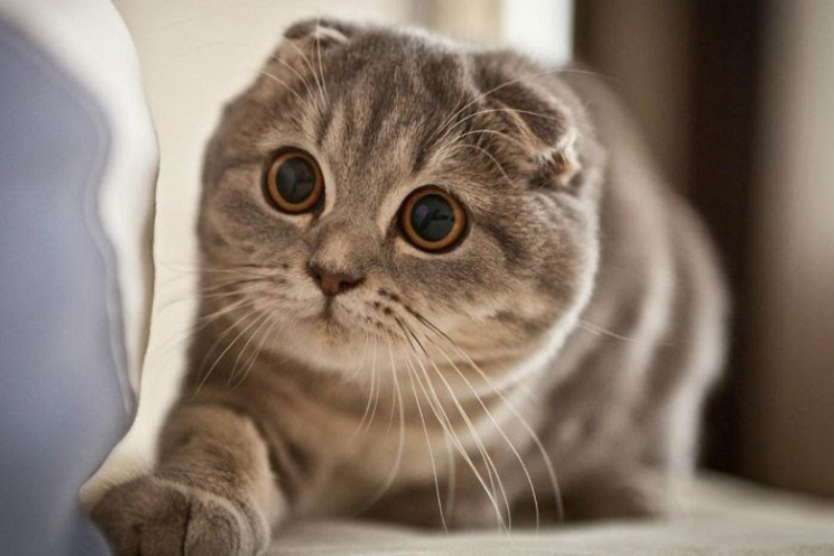 phân biệt mèo anh lông ngắn và mèo Scottish