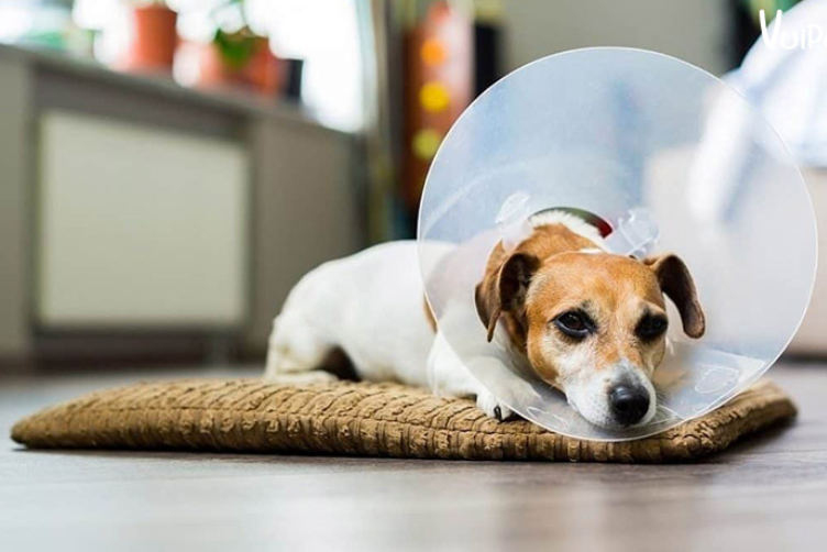 triệt sản cho chó