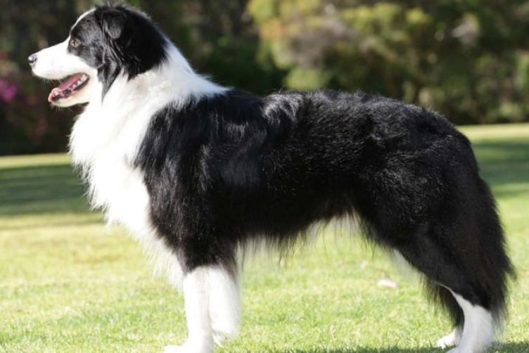 sự thông minh đáng kinh ngạc của Border Collie