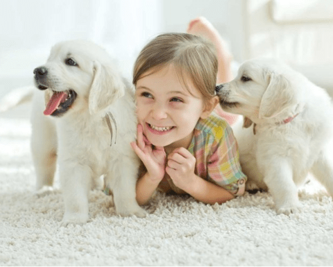 Quy trình khám bệnh thú cưng