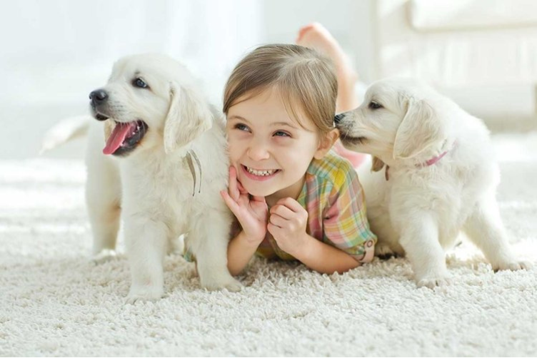 Quy trình khám bệnh thú cưng