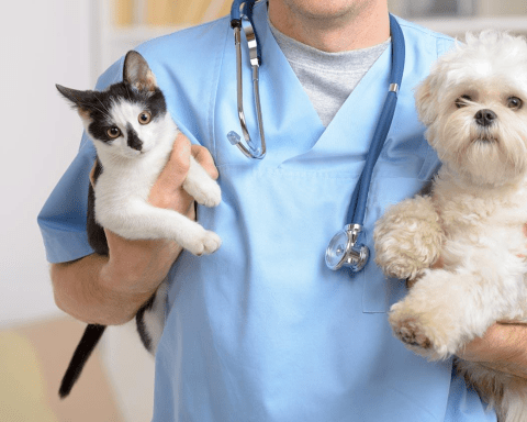 Các bệnh viện thú y uy tín tại Hà Nội