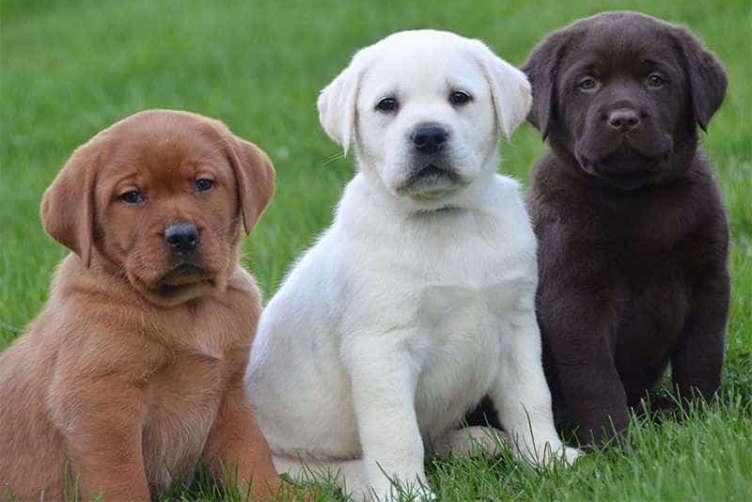 xử lý lông cho chó Labrador