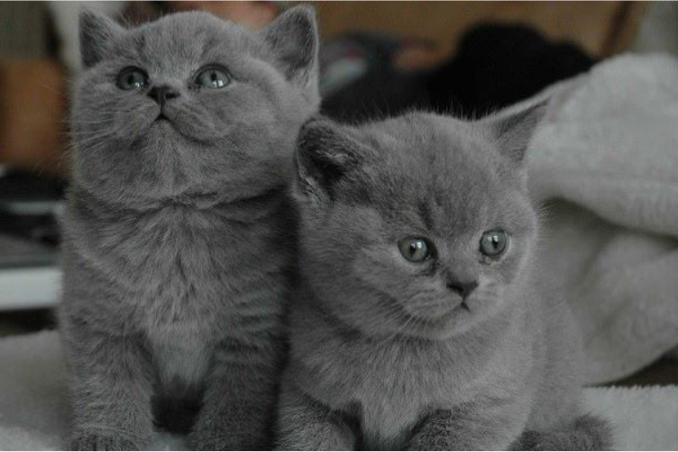 Mèo British và Scottish