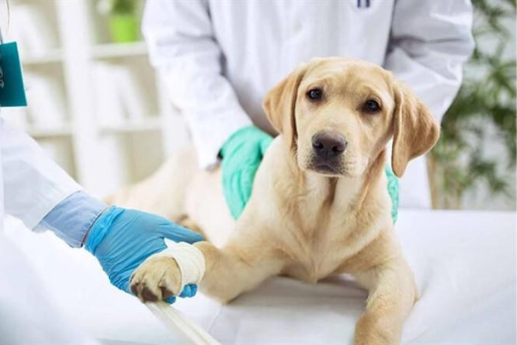 triệt sản cho chó