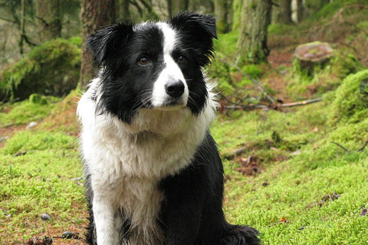 sự thông minh đáng kinh ngạc của Border Collie