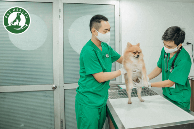 Các bệnh viện thú y uy tín tại HCM