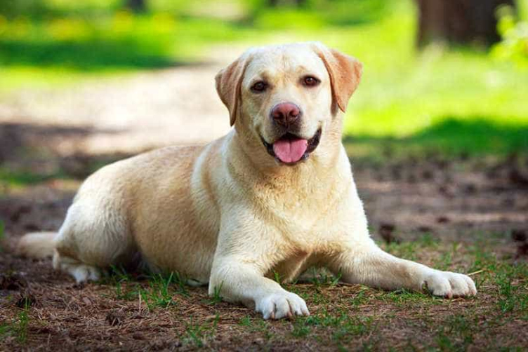xử lý lông cho chó Labrador