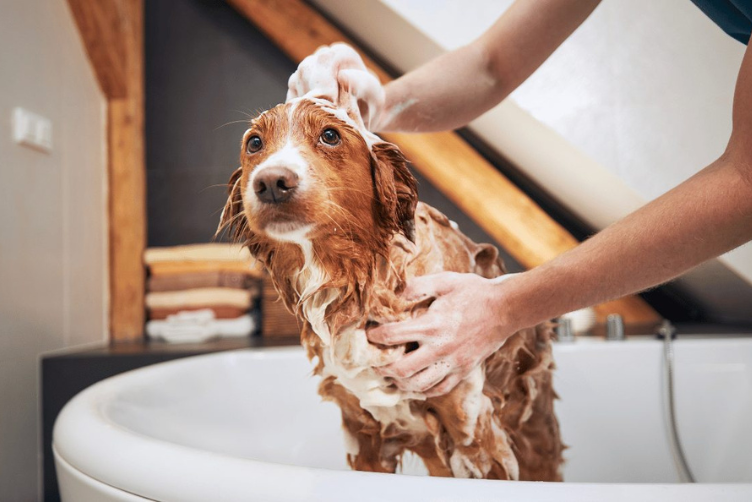 Tìm hiểu về khách sạn thú cưng