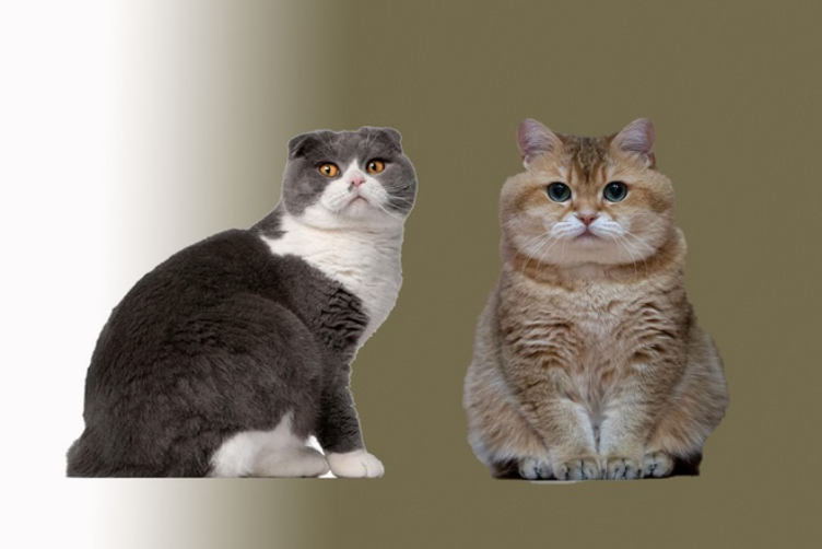 phân biệt mèo anh lông ngắn và mèo Scottish