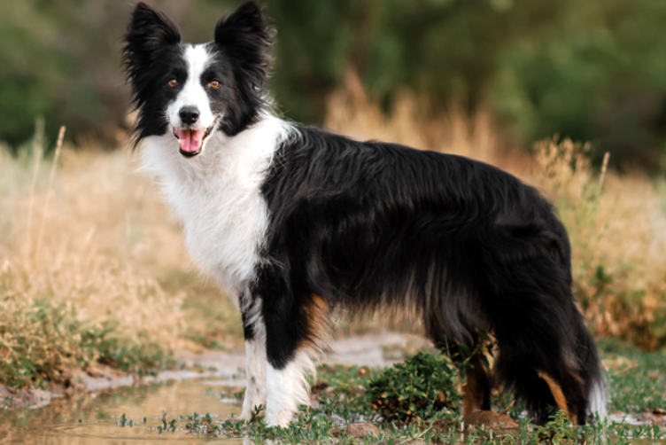 sự thông minh đáng kinh ngạc của Border Collie