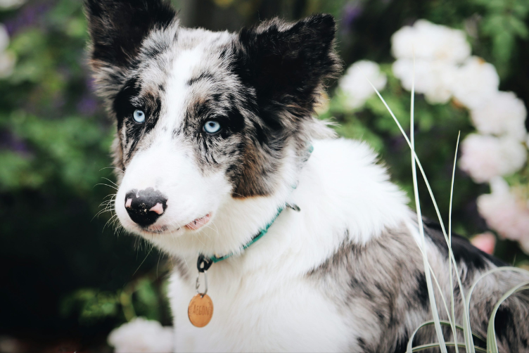 sự thông minh đáng kinh ngạc của Border Collie