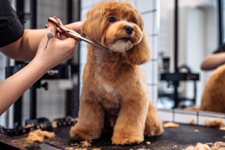 khách sạn chó mèo gần đây