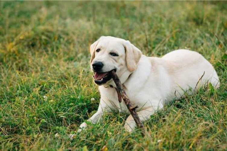 cách nuôi chó labrador
