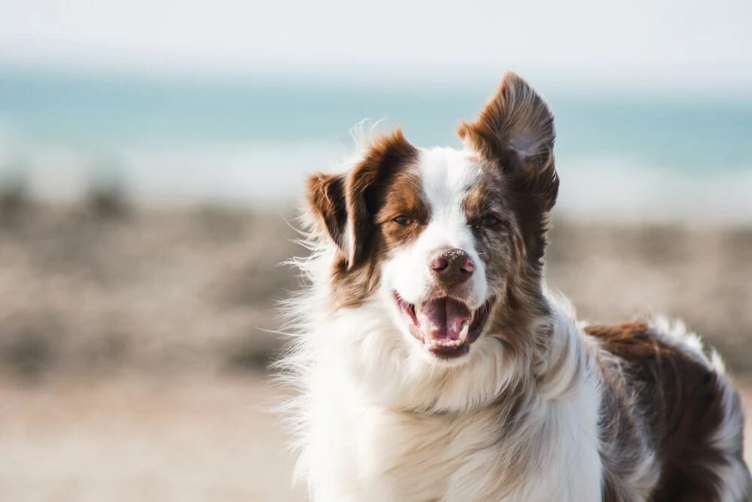 giống chó border collie